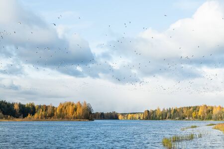 A big flock of barnacle gooses is flying above the river Kymijoki. Birds are preparing to migrate...