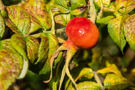 Dog-rose red berries in park at summerの写真素材