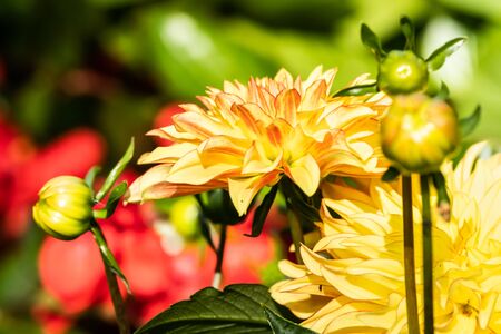 Beautiful yellow dahlia Lake Ontario flower in summer gardenの写真素材