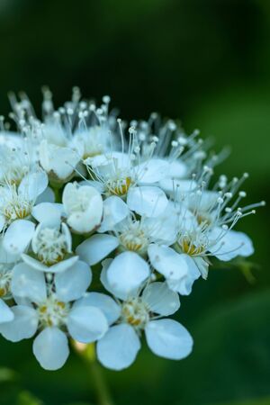Blooming bush of spirea. Spring time. Spirea blossom