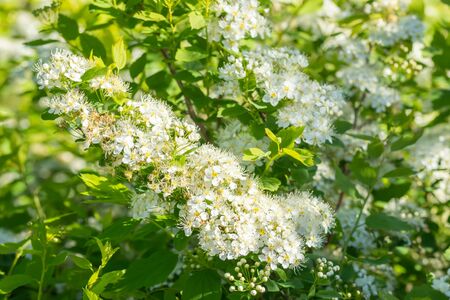 Blooming bush of spirea. Spring time. Spirea blossomの写真素材