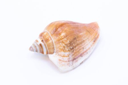Beautiful seashell isolated on a white background