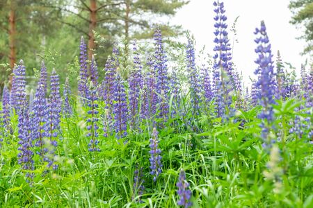 Blue lupine blossom flowers on the meadow.の写真素材