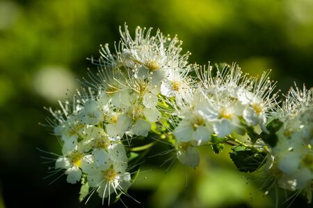Blooming bush of spirea. Spring time. Spirea blossom