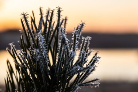 Beautiful sunset and frost pine needles at winter, Finland.の写真素材