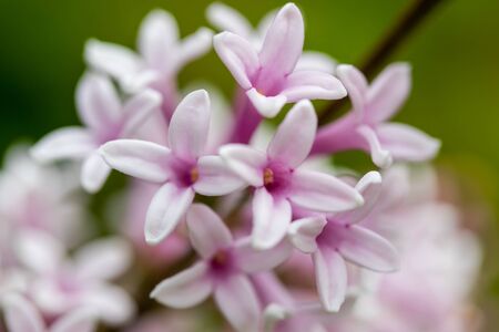 Lilac branch with flowers and buds in the summer gardenの写真素材