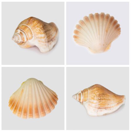 Collection of seashells isolated on white background. Full size.の写真素材