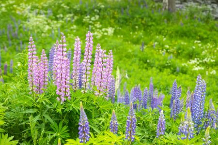 Blue lupine blossom flowers on the meadow.の写真素材