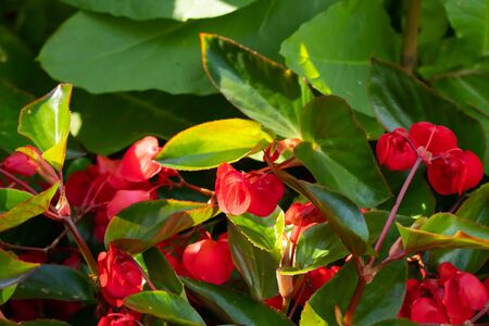 Red begonia flowers grow in a flowerbed in summerの写真素材