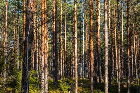 Beautiful pine forest in warm February, Finland,の写真素材