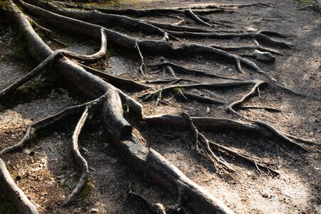 Pine roots in the national park Repovesi, Finland