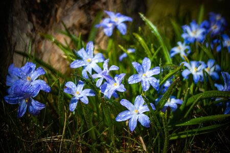 Closeup of blooming blue scilla luciliae flowers with raindrops in sunny day. First spring bulbous plants. Selective focus with bokeh effect.の写真素材