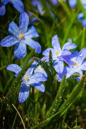 Closeup of blooming blue scilla luciliae flowers with raindrops in sunny day. First spring bulbous plants. Selective focus with bokeh effect.の写真素材