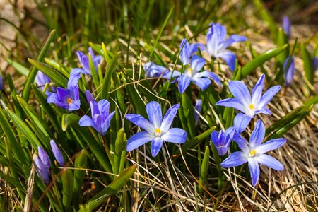 Closeup of blooming blue scilla luciliae flowers in sunny day. First spring bulbous plants. Selective focus.の写真素材