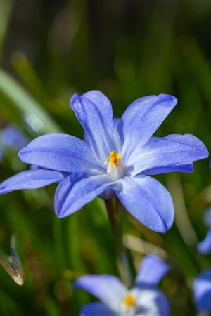Closeup of blooming blue scilla luciliae flowers in sunny day. First spring bulbous plants. Selective focus.の写真素材