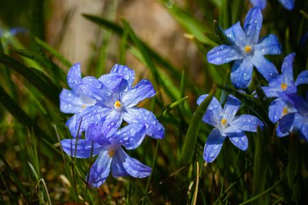 Closeup of blooming blue scilla luciliae flowers with raindrops in sunny day. First spring bulbous plants. Selective focus with bokeh effect.の写真素材