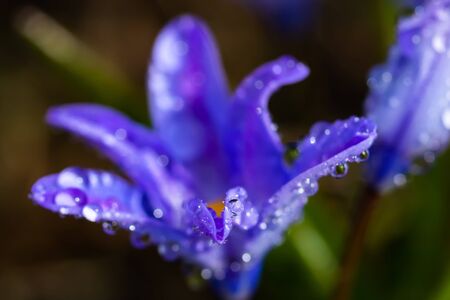 Closeup of blooming blue scilla luciliae flowers with raindrops in sunny day. First spring bulbous plants. Selective focus with bokeh effect.の写真素材