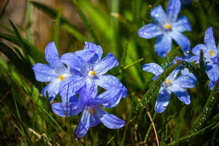 Closeup of blooming blue scilla luciliae flowers with raindrops in sunny day. First spring bulbous...