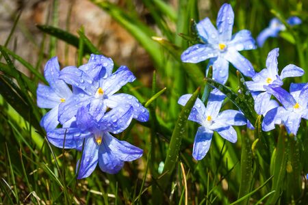 Closeup of blooming blue scilla luciliae flowers with raindrops in sunny day. First spring bulbous plants. Selective focus with bokeh effect.の写真素材