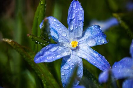 Closeup of blooming blue scilla luciliae flowers with raindrops in sunny day. First spring bulbous plants. Selective focus with bokeh effect.の写真素材
