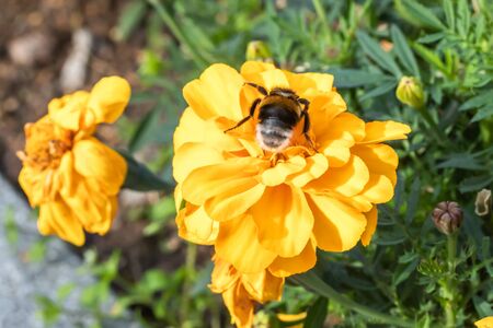 Close-up of bumblebee collecting pollen from a yellow marigold flower at summer