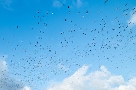 A big flock of barnacle gooses is flying on a blue sky background. Birds are preparing to migrate south.の写真素材