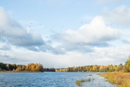 A big flock of barnacle gooses is flying above the river Kymijoki. Birds are preparing to migrate...