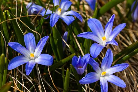 Closeup of blooming blue scilla luciliae flowers in sunny day. First spring bulbous plants. Selective focus.の写真素材