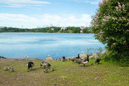 Barnacle gooses and goslings walking on a park embankment in center of Helsinki, Finlandの写真素材