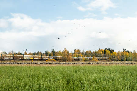 Kouvola, Finland - 5 October 2019: A big flock of barnacle gooses is flying above the field on train background. Birds are preparing to migrate south.のeditorial素材