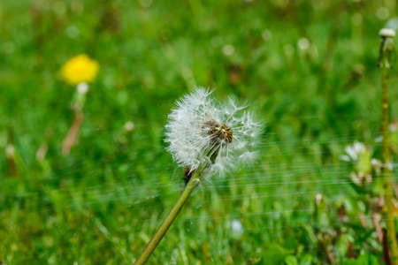 Beautiful fluffy dandelion with seeds under the rain against the green grass