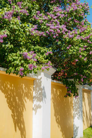 Beautiful street with blooming lilac in old town of Porvooの写真素材