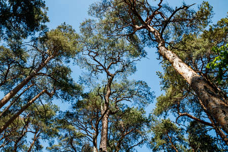 Pines against the blue sky at summer in Finlandの写真素材