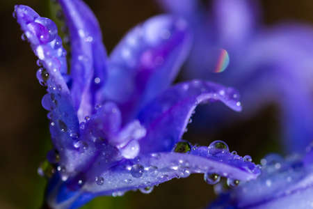 Closeup of blooming blue scilla luciliae flowers with raindrops in sunny day. First spring bulbous...