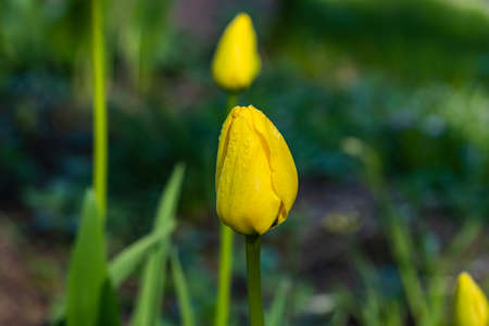 Bright yellow tulip blossom in spring garden