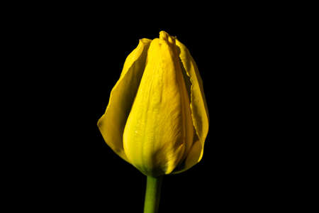 Bright yellow tulip blossom at black backgroundの写真素材