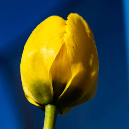 Bright yellow tulip blossom at blue backgroundの写真素材