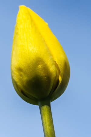 Bright yellow tulip blossom at blue sky backgroundの写真素材