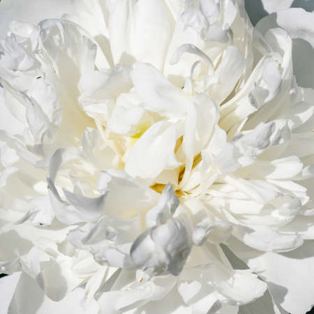 White peony flower blooming in the gardenの写真素材