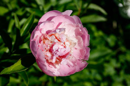 Pink peony flower blooming in the garden.の写真素材