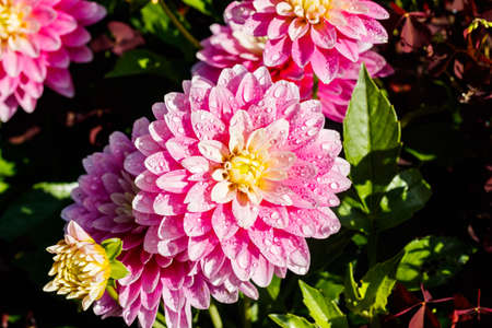 Pink dahlia flowers with raindrops growing in the garden