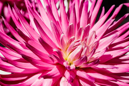 Pink dahlia flower growing in the gardenの写真素材