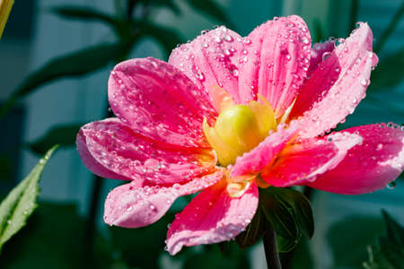 Pink dahlia flower with raindrops growing in the gardenの写真素材