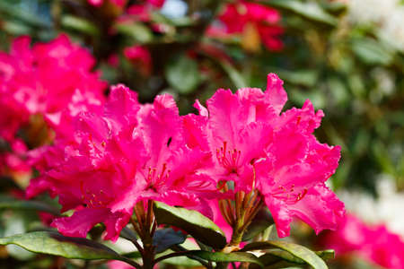 Pink rhododendron flowers in the park, Finlandの写真素材