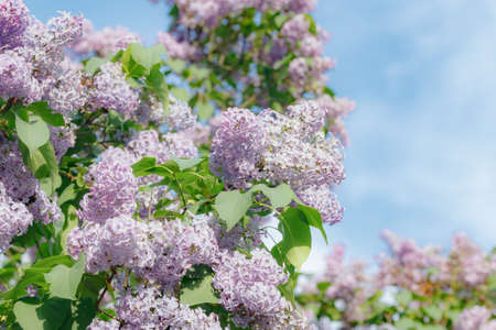 Beautiful lilac tree in garden on blue sky background