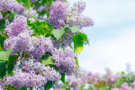 Beautiful lilac tree in garden on blue sky backgroundの写真素材