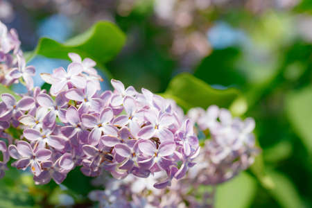Beautiful lilac flowers blooming in the garden
