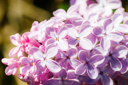 Beautiful lilac flowers blooming in the garden