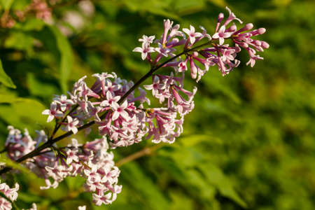 Beautiful lilac pink flowers blooming in the sunset