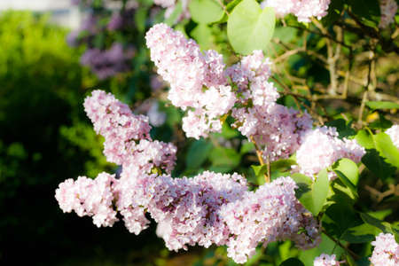 Beautiful lilac pink flowers blooming in the gardenの写真素材